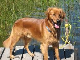 Then feel free to browse our expecting and planned litters pages. Golden Retriever Puppies In Illinois