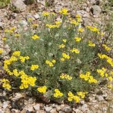 Image result for Eriocephalus microphyllus