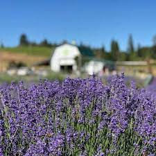 The Dreamy Lavender Farm In Northern California You Ll Want To Visit Soon Lavender Farm Placerville California Northern California
