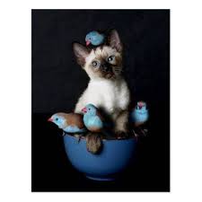 Black And White Siamese Cat Siamese Kitten Postcard Zazzle Com Crazy Cats