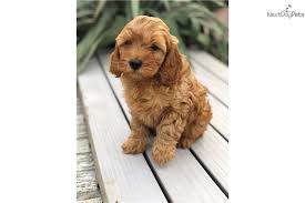 Our standards for cavapoo breeders in texas were developed with leading veterinarians and animal welfare experts. Cavapoo Puppy For Sale Near Dallas Fort Worth Texas Ae9599bf 1da1
