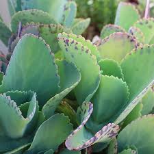 Kalanchoe Marmorata Keepin It Classy Kalanchoemarmorata Kalanchoefedtschenkoi