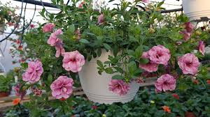 Poți amesteca pământul de grădină cu puțin nisip și argilă, sau poți cumpăra pământ de flori care conține nutrienții potriviți pentru. Decor De Sezon Cu Plante Mixte Curgatoare De La Biosolaris