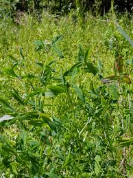 Image result for Trifolium squarrosum