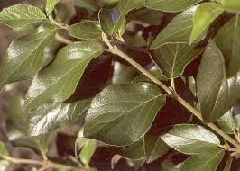 The other plant sits only a couple feet away from it and is doing just. Viburnum Species Comparison