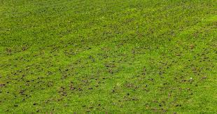 Prepares grass for winter dormancy and a green spring. Can I Mow Right After Aerating My Lawn Or Should I Wait Lawn Chick