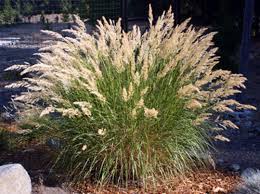 Image result for Achyrospermum ciliatum