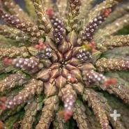 Image result for Euphorbia dedzana