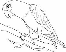 Of course i will mark you as the author and link this page. Parrot Printing Coloring Pages In 2021 Bird Coloring Pages Animal Coloring Pages Parrot Coloring Page