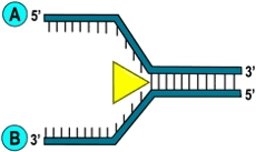Different Replication Patterns Of Leading Strand And Lagging Strand |  Download Scientific Diagram