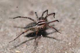 The agelenidae are a large family of spiders in the suborder araneomorphae. Agelenidae Wikipedia