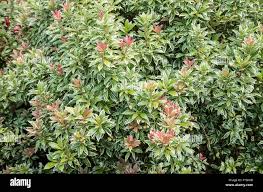 Image result for Pieris japonský little heath obrázek