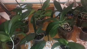 Orkide Costuran Gubre Orchids Propagating From Keiki Paste Orchideen Die Von Keiki Paste Vermehren Youtube