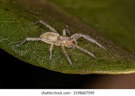 110,685 Ghost Spider Images, Stock Photos & Vectors | Shutterstock