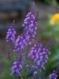Linaria Purpurea Toadflax Flowers Perennials Plants Perennials