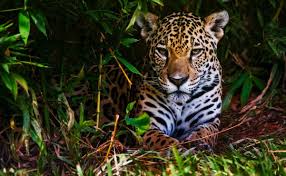 Ver más ideas sobre felinos salvajes, animales salvajes, felinos. 7 Animales Que Estan En Peligro De Extincion Y Habitan En Mexico