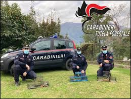 Carabinieri forestali tutti gli articoli pubblicati, le gallerie fotografiche e i video pubblicati sul giornale e su repubblica.it. Colico Uccellini Usati Come Richiami Vivi Liberati Dai Carabinieri Forestali Un Uomo Denunciato Leccoonline
