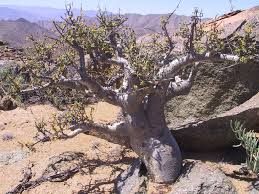 Image result for Commiphora tenuipetiolata