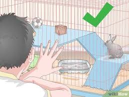 However, caring for and housing rabbits takes time and effort. How To Prepare A Rabbit Cage With Pictures Wikihow