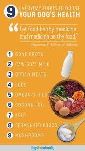 9 Healthy Foods For Dogs Healthy Dog Food Recipes Dog Food Recipes Dog Nutrition