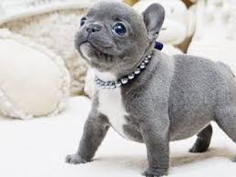 French bulldog puppies and dogs for sale, local or nationwide. Teacup French Bulldog Colorado L2sanpiero