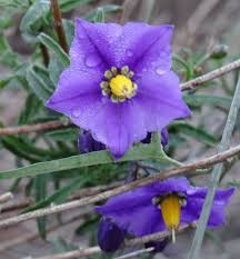 Seem to be planted by bird poop. Tiny Purple Flowers On A Climbing Vine In The Kumeyaay Wilderness Near Dulzura California Climbing Vines Purple Flowers Vines