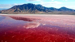 It is a common name for harmful algal blooms occurring along coastal regions, which are resulted from large concentrations of aquatic microorganisms, such as protozoans and unicellular algae (e.g. What Causes Red Tides Youtube