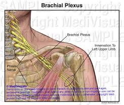 Pin On Physical Therapy