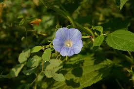 Image result for Ipomoea blepharophylla