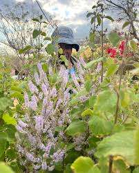 Image result for Tetradenia