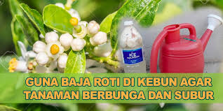 Check spelling or type a new query. Cara Buat Baja Roti Untuk Sayur Orkid Dan Pokok Buah Subur Kebun Bandar
