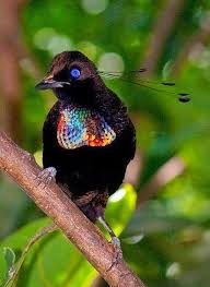 May The Bird Of Paradise Fly Up Your Nose Song List Of Pictures Bird Of Paradise Beautiful Birds Rare Birds Colorful Birds
