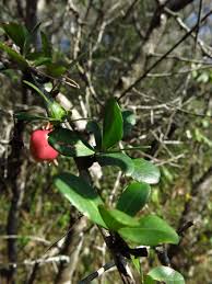 Image result for Putterlickia verrucosa