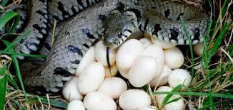 دلاله على الهموم والمشاكل والمتاعب. ÙƒÙŠÙ ØªØ¨ÙŠØ¶ Ø§Ù„Ø£ÙØ¹Ù‰ Ù…ÙˆØ¶ÙˆØ¹