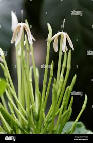 Image result for Oxyanthus pyriformis