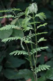 Image result for Caesalpinia decapetala