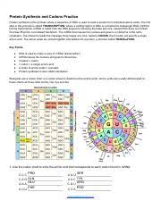 What's the difference between transcription and translation? Transcription And Translation Worksheet 2 Key Name Row Date Period Name Row Protein Synthesis Worksheet Date Transcription Translation Summary Course Hero