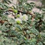 Image result for Acacia gerrardii
