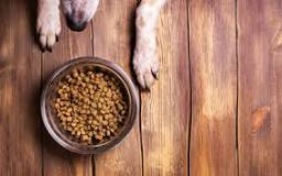 Image result for what feed dogs going through cancer treatment