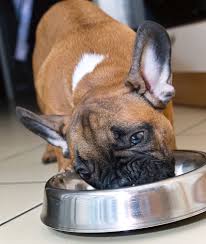 French Bulldogs Feeding Schedule French Bulldog Breed