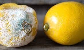 Does Lemon Juice Go Bad Shelf Life Expiration Kitchensanity Cooking Inspiration Food Food Preparation