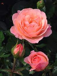 Calypso Rose Amazing Flowers Beautiful Flowers Beautiful Rose Flowers