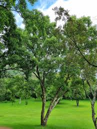 Image result for Heteropyxis natalensis