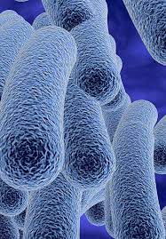 Virulence System Of Salmonella With Special Reference To Salmonella Enterica Intechopen