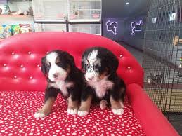 Satilik Bernese Dag Kopegi Yavrulari Satilik Kopek Bernese Dag Kopegi Kopek