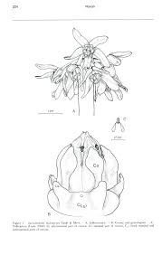 Image result for Cynanchum mulanjense