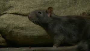 Pandemics That Changed History Timeline History