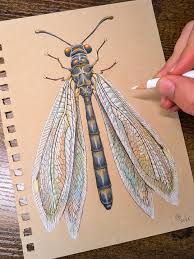 Image result for Rinorea ferruginea