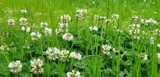 It kills clover, oxalis and chickweed as well as dandelions, which are often tough to get out of the lawn once they've become established. 10 Tips To Get Rid Of Clover In Your Lawn