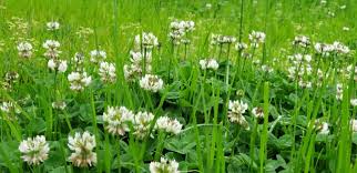 Buy it online from nexles australia. 5 Natural Ways To Get Rid Of Clover In Your Lawn